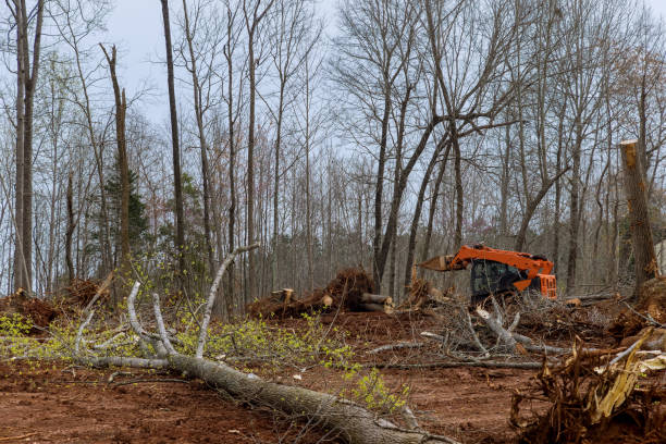 How Our Tree Care Process Works  in  Red Hill, SC