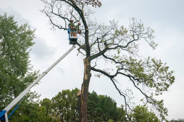 Best Commercial Tree Services  in Red Hill, SC