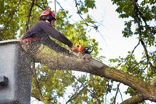 Best Hedge Trimming  in Red Hill, SC